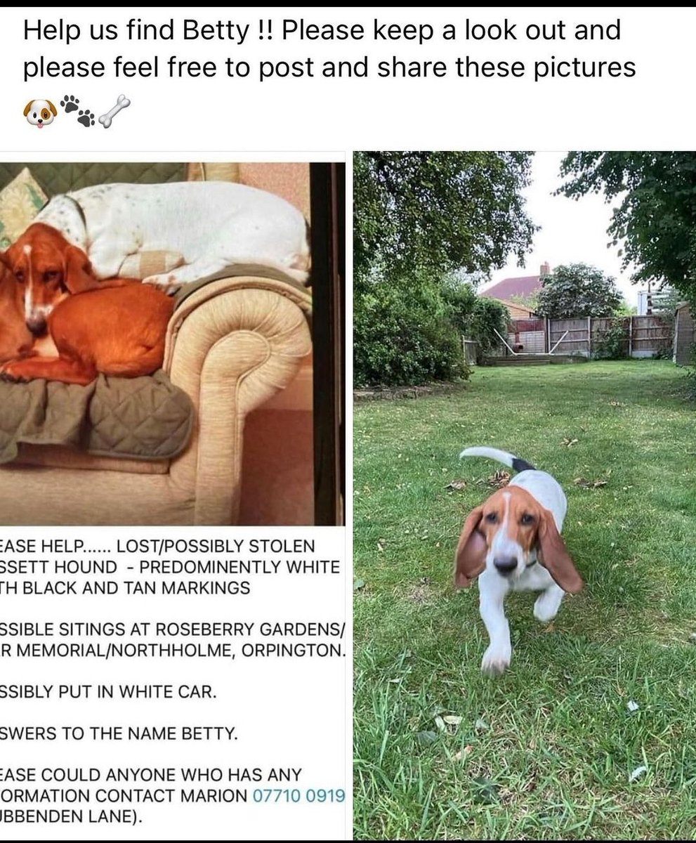 KatieLineker's tweet photo. Missing/possibly stolen from the Orpington area. Please help find Betty!
#Orpington #LOSTDOG #pleasefind #missing #stolen #MissingDog #StolenDog #PleaseRT https://t.co/sVF0opfuSt