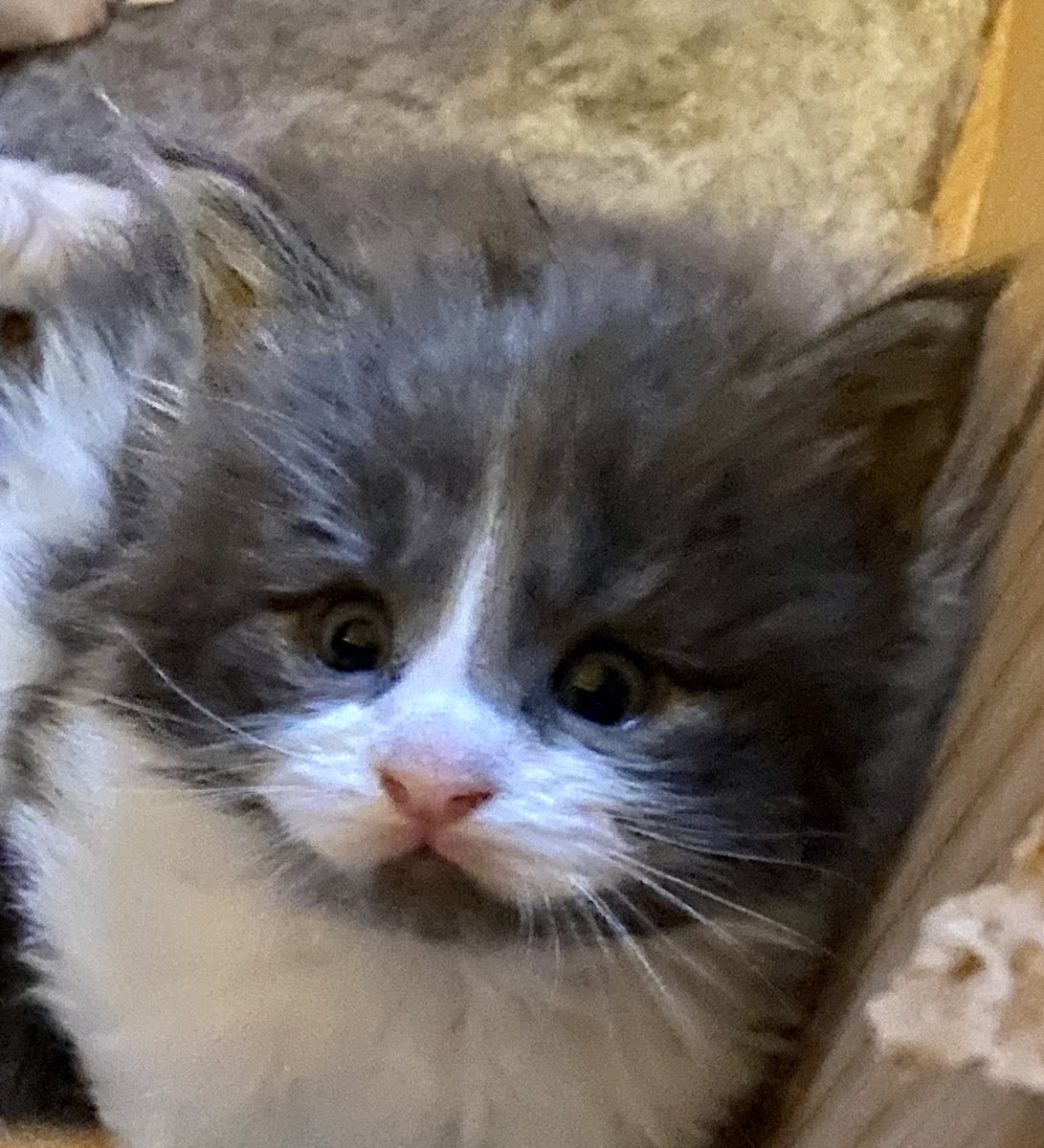 RedRoseCats's tweet photo. Isn’t he the cutest?? One of our newest additions in the RedRose household #mainecoon #kitten #KittensOfTwitter #mainecooncat #mainecoonkitten #bluesolid https://t.co/YM3B6YkX9n