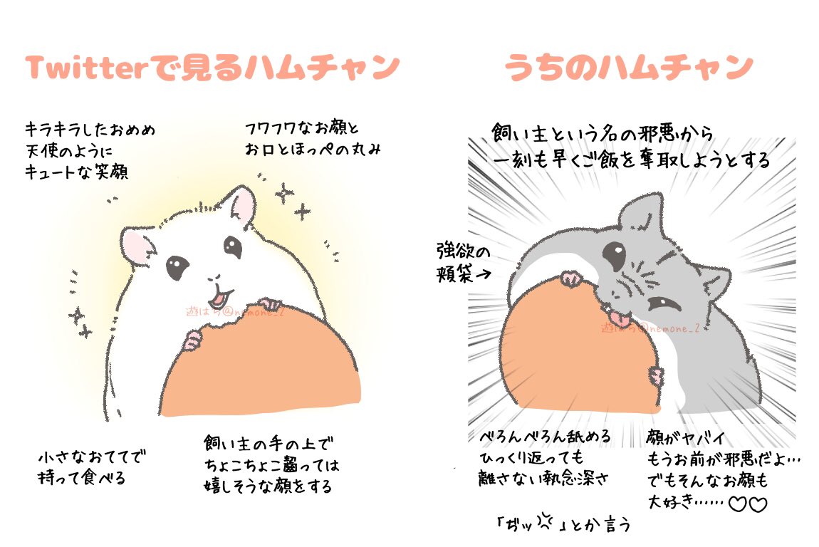 ﾊﾑﾁｬﾝ Twitterとウチのハムスターはこんなにも差があるのか 話題の画像プラス