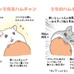 ﾊﾑﾁｬﾝ……twitterとウチのハムスターはこんなにも差があるのか．．．