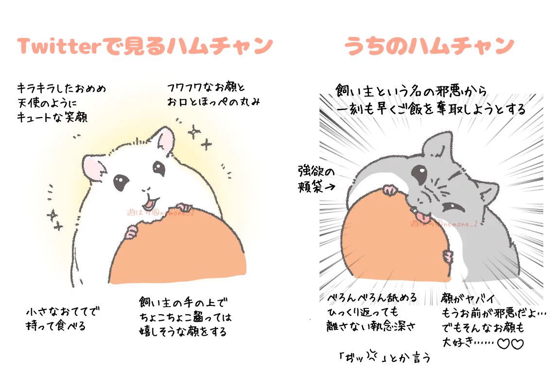 ﾊﾑﾁｬﾝ……twitterとウチのハムスターはこんなにも差があるのか．．．