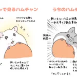 ﾊﾑﾁｬﾝ……twitterとウチのハムスターはこんなにも差があるのか．．．