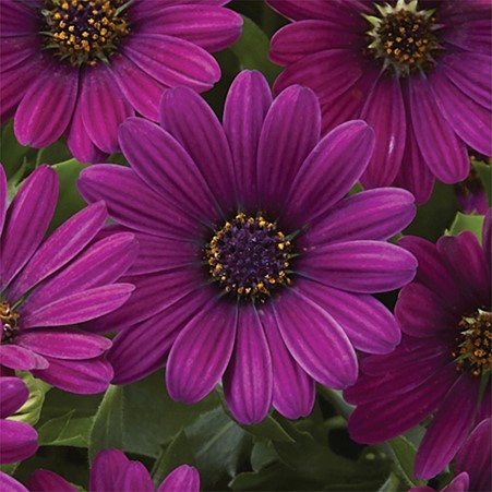 deJagerBulbs's tweet photo. It's the #dejager hour on #QVCUK at 1pm, Saturday 12th March. We'll be bringing you many magnificent, colourful displays including these Osteospermum Astra Daisies. Giving you showy blooms through the summer and bringing vibrancy to beds, borders & pots.
https://t.co/96gET21Wal https://t.co/oUr6j93p3M