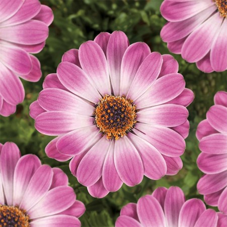 deJagerBulbs's tweet photo. It's the #dejager hour on #QVCUK at 1pm, Saturday 12th March. We'll be bringing you many magnificent, colourful displays including these Osteospermum Astra Daisies. Giving you showy blooms through the summer and bringing vibrancy to beds, borders & pots.
https://t.co/96gET21Wal https://t.co/oUr6j93p3M