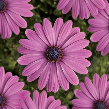 deJagerBulbs's tweet photo. It's the #dejager hour on #QVCUK at 1pm, Saturday 12th March. We'll be bringing you many magnificent, colourful displays including these Osteospermum Astra Daisies. Giving you showy blooms through the summer and bringing vibrancy to beds, borders & pots.
https://t.co/96gET21Wal https://t.co/oUr6j93p3M