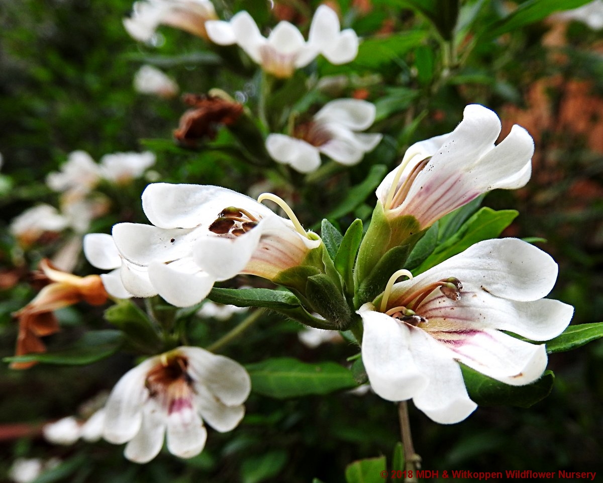 IndigeNews Flash - Mid-Mach Offer - mailchi.mp/webmail/indige…