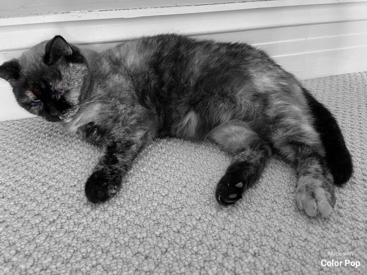 Dorothy14213's tweet photo. Me: Penny for your thoughts
Pixie: Convert that to treats, adjust for inflation, and then we’ll talk
#HardBargaining on #catsnoirfriday
#CatsOfTwitter https://t.co/cLLkI8QuzH