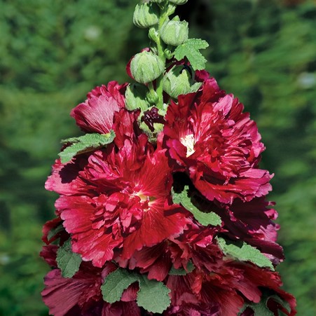 deJagerBulbs's tweet photo. Don't forget to tune in to the #deJager hour on #QVCUK today at 1pm. We'll be bringing you these compact Hollyhocks which will produce an abundance of colour to any garden, as well as much, much more.
https://t.co/zGn0Gr9EOo https://t.co/Fdqpv3Ynwp