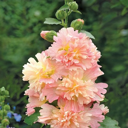deJagerBulbs's tweet photo. Don't forget to tune in to the #deJager hour on #QVCUK today at 1pm. We'll be bringing you these compact Hollyhocks which will produce an abundance of colour to any garden, as well as much, much more.
https://t.co/zGn0Gr9EOo https://t.co/Fdqpv3Ynwp