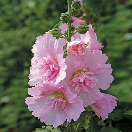 deJagerBulbs's tweet photo. Don't forget to tune in to the #deJager hour on #QVCUK today at 1pm. We'll be bringing you these compact Hollyhocks which will produce an abundance of colour to any garden, as well as much, much more.
https://t.co/zGn0Gr9EOo https://t.co/Fdqpv3Ynwp