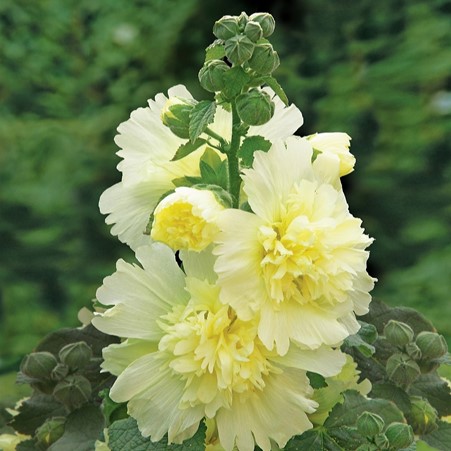 deJagerBulbs's tweet photo. Don't forget to tune in to the #deJager hour on #QVCUK today at 1pm. We'll be bringing you these compact Hollyhocks which will produce an abundance of colour to any garden, as well as much, much more.
https://t.co/zGn0Gr9EOo https://t.co/Fdqpv3Ynwp
