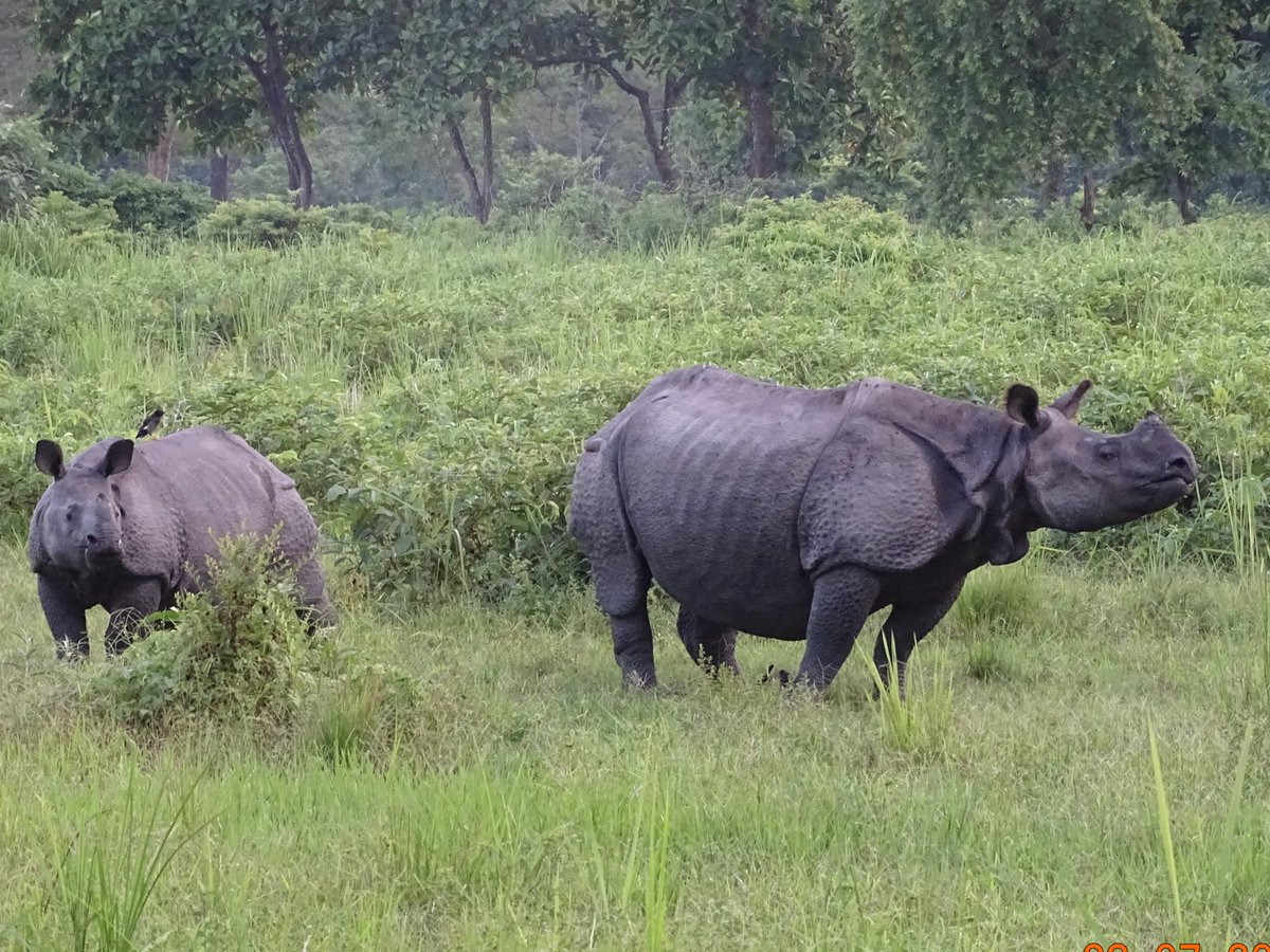 #Indianrhino
Today's encounter! Cool moment.
@hodilu <a href="/savetherhino/">Save the Rhino International</a>