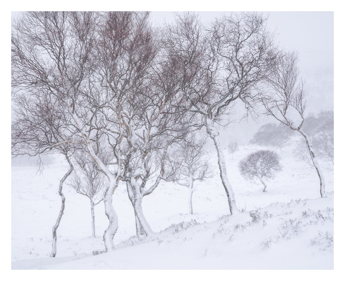 The last image at the end of a recent 7 day trip to Scotland. The downy birch often looked like pencil sketches through the snow and spindrifts.
#stormeunice #snow #VisitScotland #sketch
P.S. Please see my previous tweet about a new auction for #ukraine.