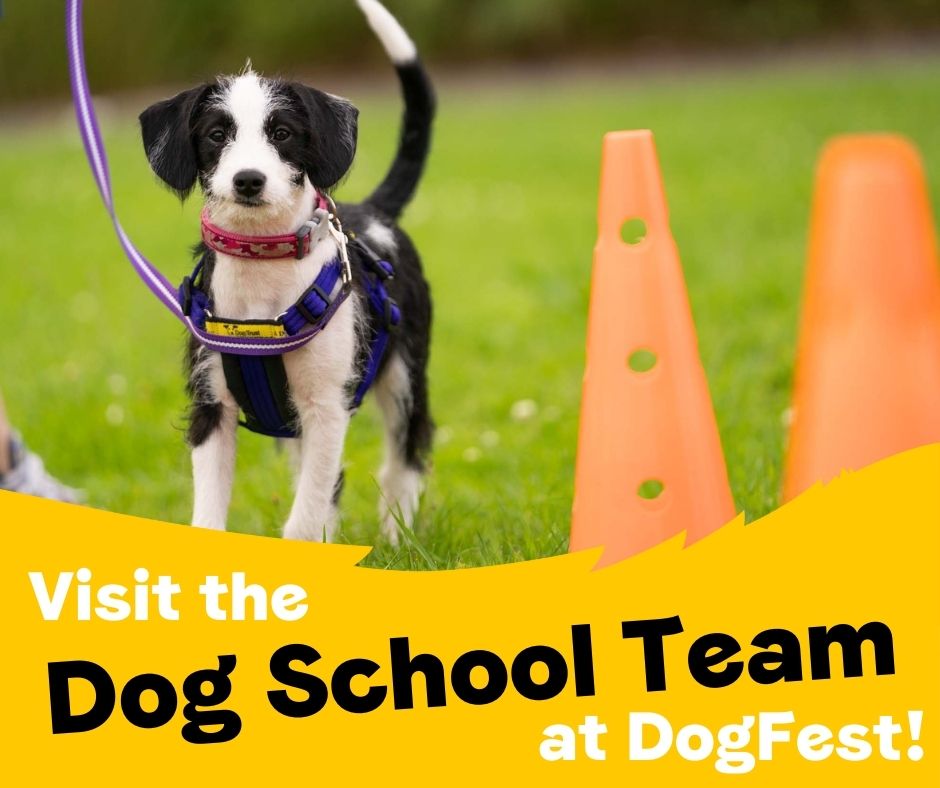 We’re excited to announce that <a href="/DogsTrust/">Dogs Trust 💛🐶</a> #DogSchool will be part of this year’s <a href="/DogfestUK/">DogFest</a>! 

Join their expert coaches at the Dog School Arena 📍 for mini training sessions, advice, and our extra special puppy ‘paw-sault’ course. 🙌🐾

Tickets and Info
➡️dogfest.seetickets.com/content/show-o…