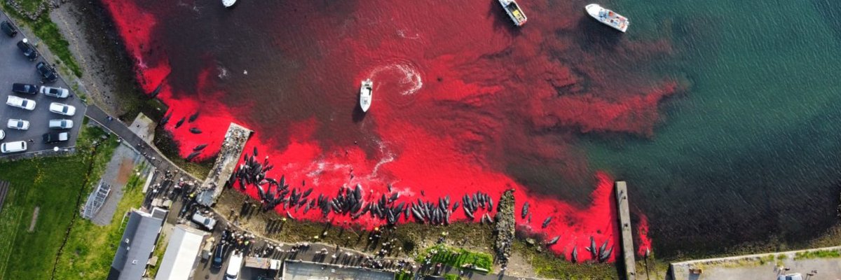 We MUST #StopTheGrind #Grindadrap every year 1000's of cetaceans are forced into a bay and bludgeoned , stabbed , drilled and die in pain and suffering . For what ? We have a few more days to get this petition over the line - pls sign and RT . Thank you .
petition.parliament.uk/petitions/5971…