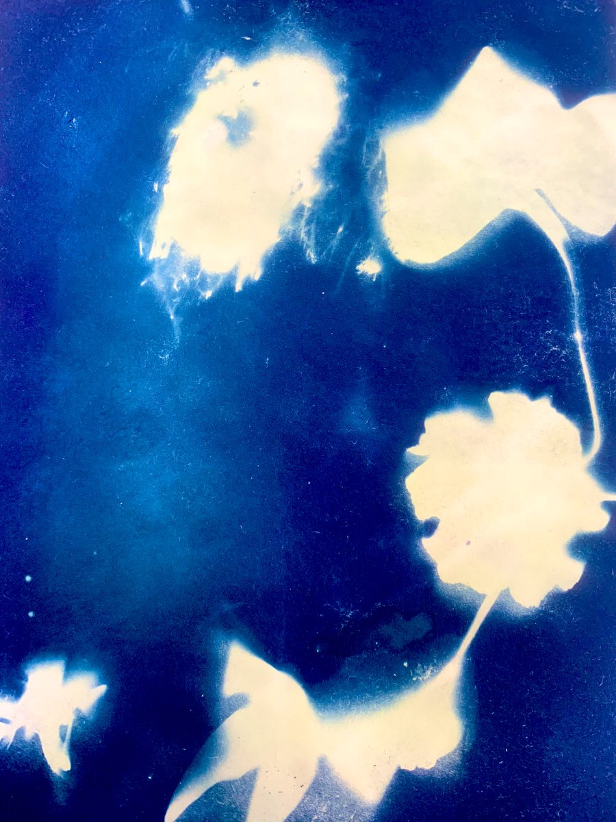 FHSchool_Art's tweet image. Cyanotypes created in our KS3 ‘Click club’ using natural forms found in the playground! #fhsandproud #enrichment #cameralessphotography