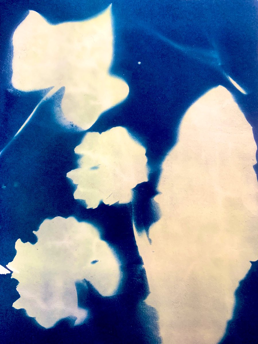 FHSchool_Art's tweet image. Cyanotypes created in our KS3 ‘Click club’ using natural forms found in the playground! #fhsandproud #enrichment #cameralessphotography