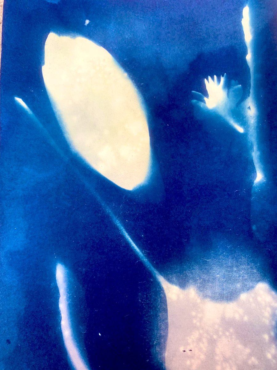 FHSchool_Art's tweet image. Cyanotypes created in our KS3 ‘Click club’ using natural forms found in the playground! #fhsandproud #enrichment #cameralessphotography