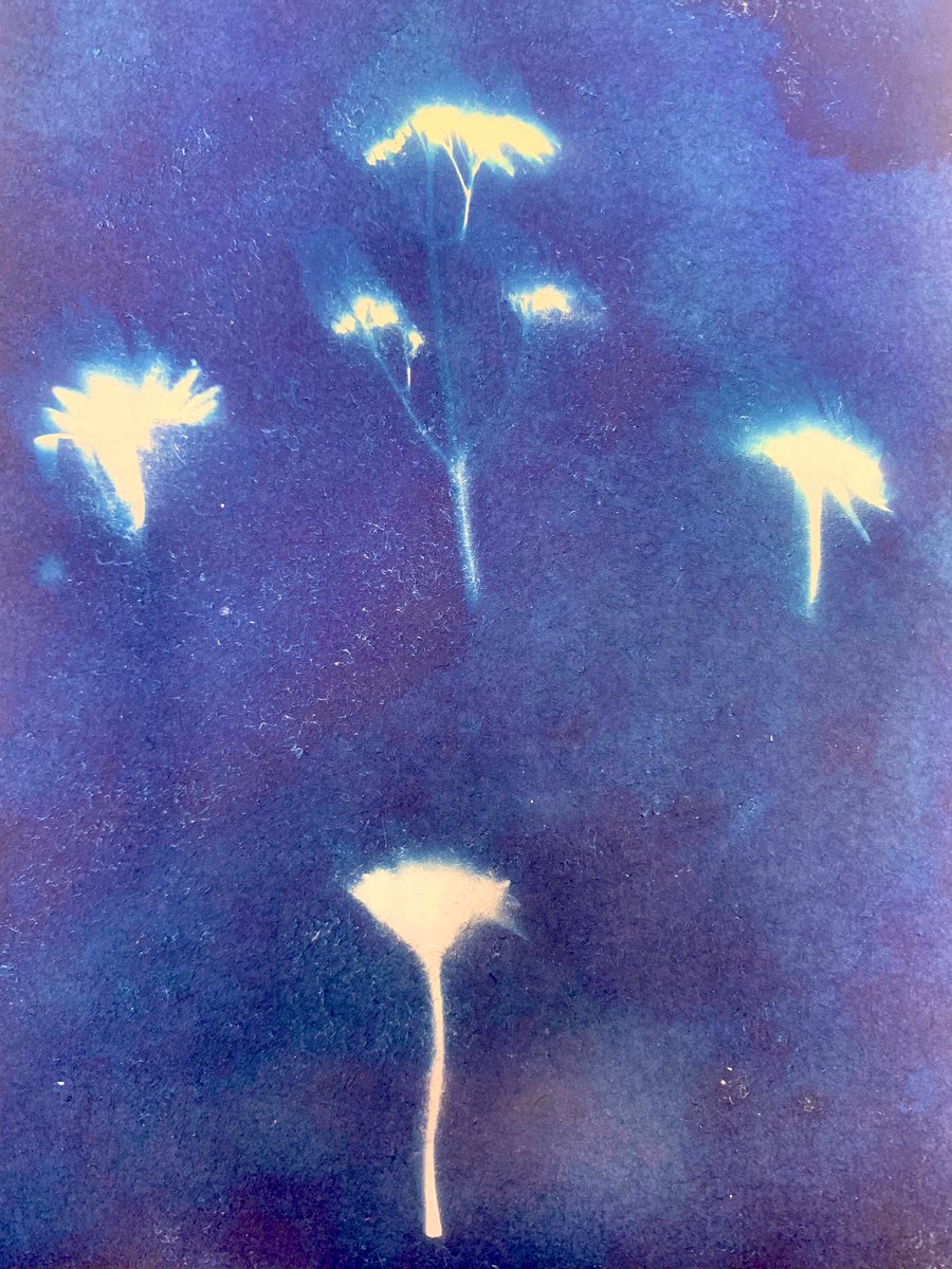 FHSchool_Art's tweet image. Cyanotypes created in our KS3 ‘Click club’ using natural forms found in the playground! #fhsandproud #enrichment #cameralessphotography