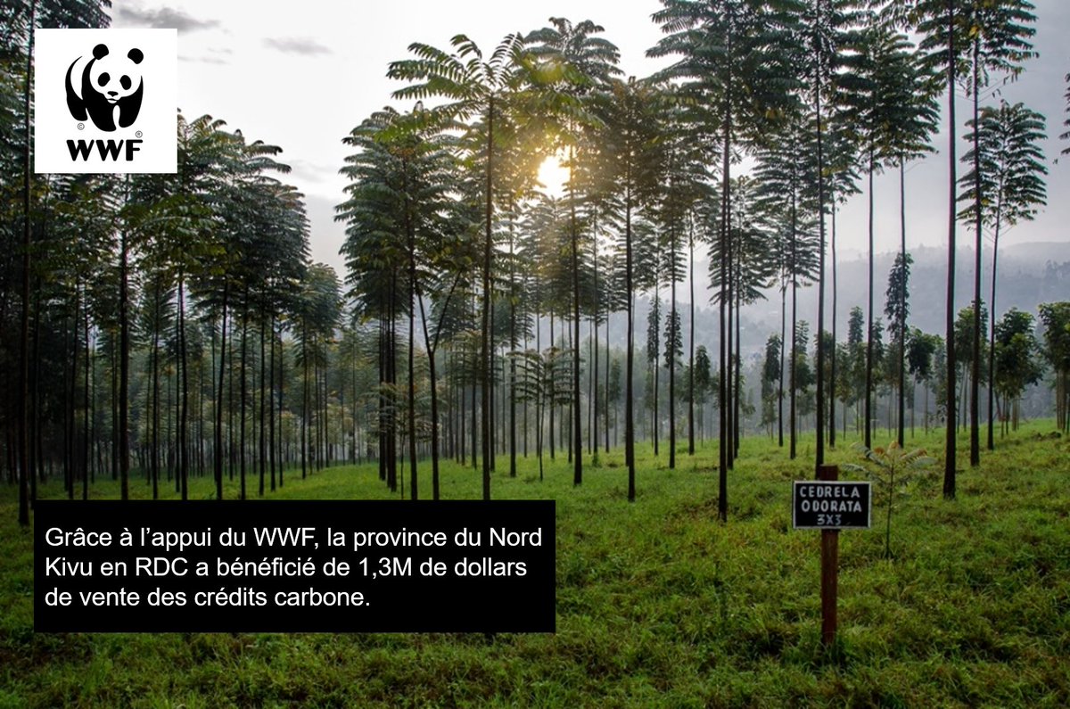 WWF_RDCongo's tweet photo. Le Nord Kivu est la première province à bénéficier de la vente des crédits carbone en #RDC. C'est le résultat des projets mis en œuvre par #WWFRDC dans cette province depuis 15 ans. Les détails sur ce projet dans cet article 👉🏾 https://t.co/VjWAkm8E7f https://t.co/JmkWoT4dUv