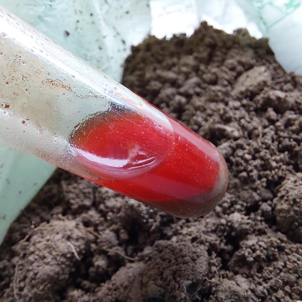 JulietSargeant's tweet photo. Great news...Soil at latest project is acid.
Azaleas, rhodos  camellias and acers!
Lovely!
@charlottechurch 
#acidsoil #ericaceoussoil #ericaceous #azaleas #Camellia #rhododendron #pieris #soiltest #soilmatters 
Soil pH testing-easy to do-important for choosing the right plants https://t.co/L9NComPGhx
