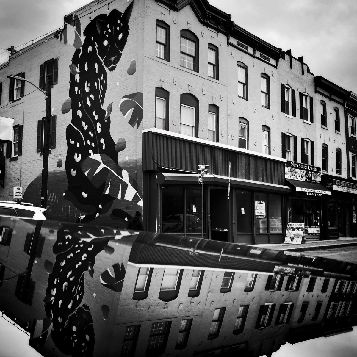 gm #Baltimore 
Big cats in the city.