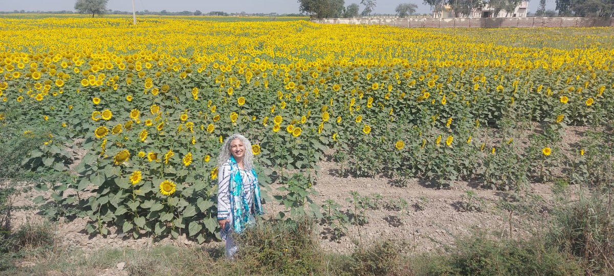 HighHeeledHopes's tweet photo. Sunflowers in Sindh are a treat #badin #Sindh #workandtravel #workadventures https://t.co/XbqVSnz6Nf