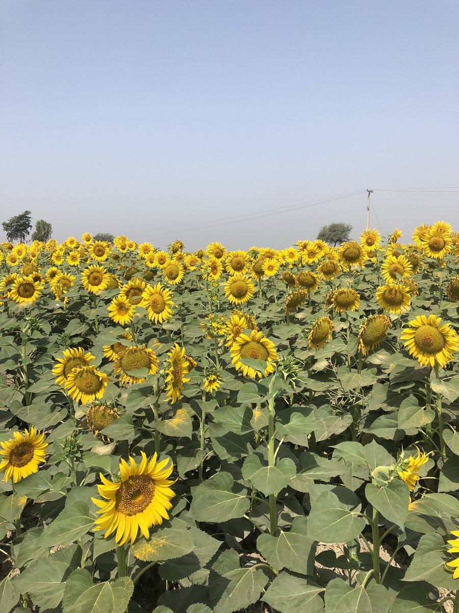 HighHeeledHopes's tweet photo. Sunflowers in Sindh are a treat #badin #Sindh #workandtravel #workadventures https://t.co/XbqVSnz6Nf
