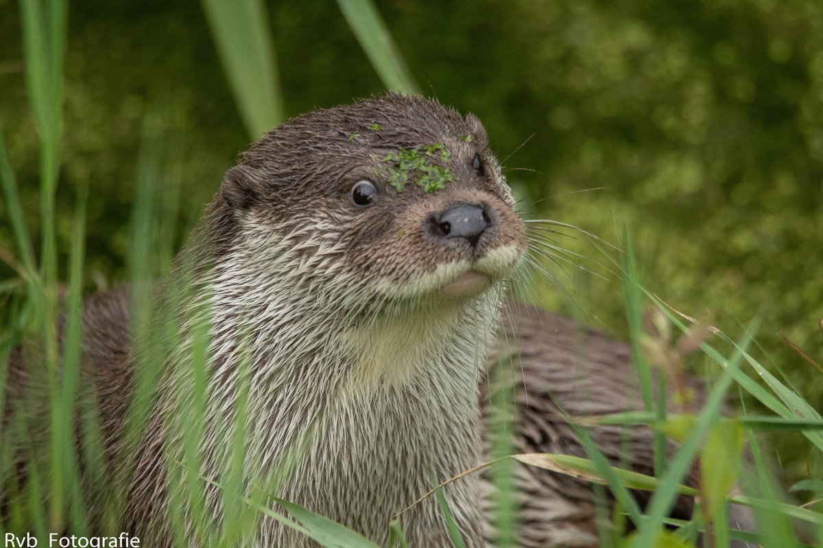 flevolandschap's tweet photo. WINACTIE Wij vieren onze opening van het verblijf met een leuke winactie. Wie maakt de leukste, mooiste foto van ons vernieuwde otterverblijf? Wij verloten 5 speciale koffiemokken. Stuur uw foto in voor 21 maart naar info@flevo-landschap.nl https://t.co/y9kOOjwr04 https://t.co/y9bh0gdXJM