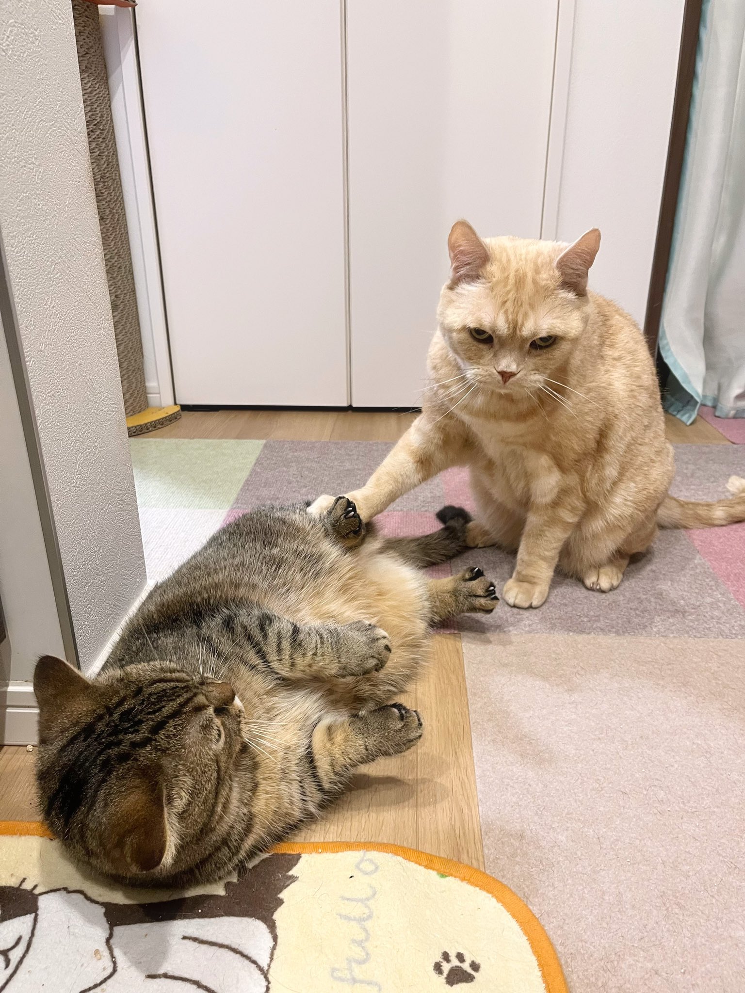 3ニャンズのママ(＊プロフ更新＊)様専用 準備中♡ 価格は安く 51.0%OFF