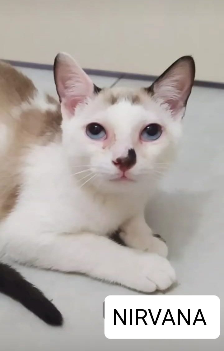 #Nirvana tiene 6 meses, es súper dulce y mimosa...convive muy bien con gatxs tranquilos...

Ya está castrada y vacunada...solo le falta encontrar su lugar en el mundo ♥️

Si querés adoptarla, háblanos 😉