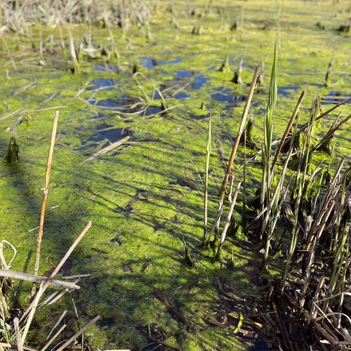 INSBaixEmporda's tweet photo. Fa dues setmanes l'alumnat de 3r A va anar a analitzar l'aigua de la Bassa Prat d'en Xirlo 💧🧫 #projecteaigua https://t.co/siB9z4g1Sb