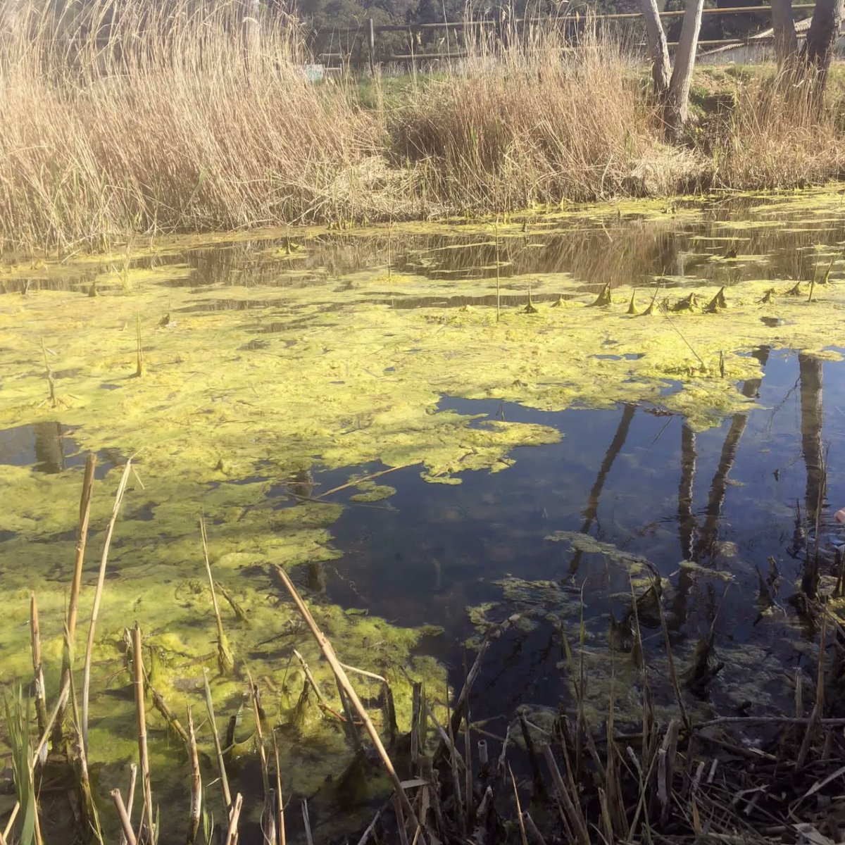 INSBaixEmporda's tweet photo. Fa dues setmanes l'alumnat de 3r A va anar a analitzar l'aigua de la Bassa Prat d'en Xirlo 💧🧫 #projecteaigua https://t.co/siB9z4g1Sb