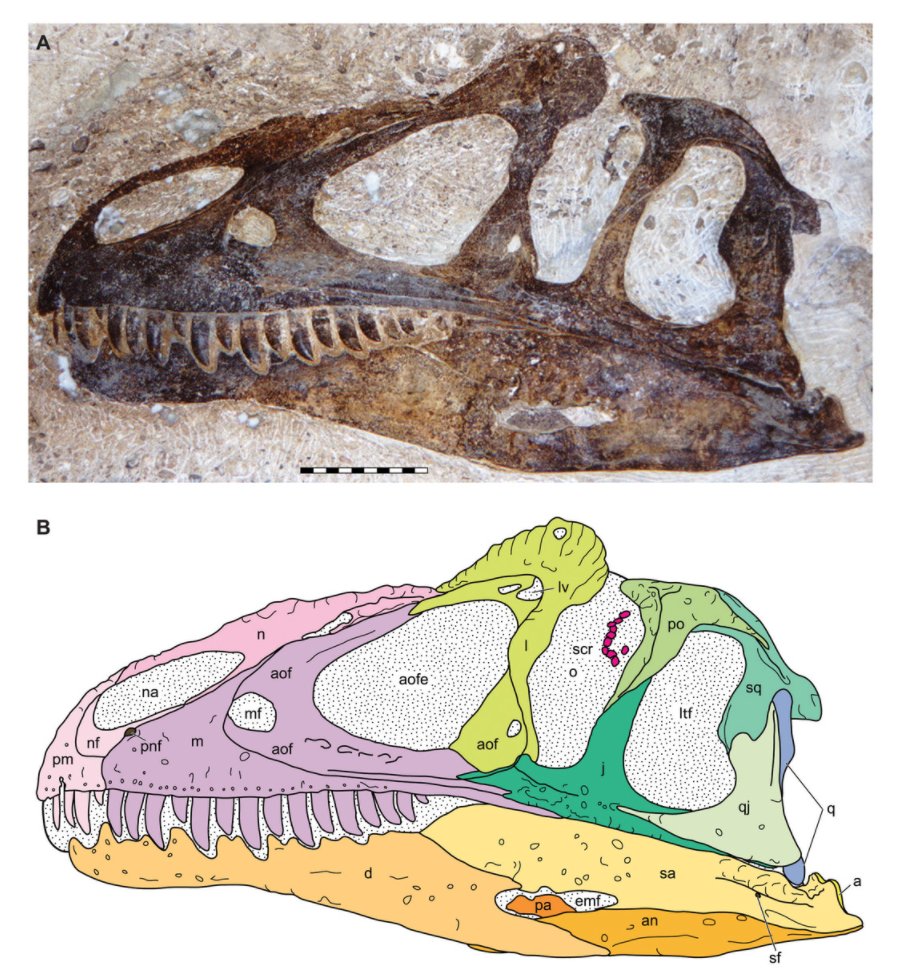Multibody dynamics model of head and neck function in Allosaurus  (Dinosauria, Theropoda), image size:908x980