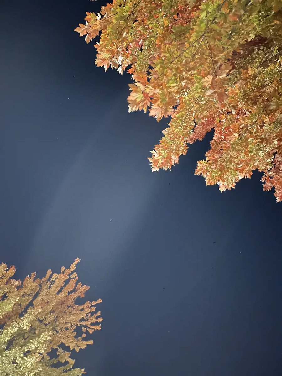 Irene00000002's tweet photo. 对角线构图，像两棵树在对话
#自然 #风景 #Scenery #树 #Tree #nature #naturephotograph #naturelovers #NaturalBeauty #Nightography https://t.co/mtu8NpEjGe