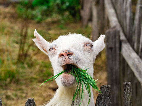 TheBadBillyGoat's tweet photo. Just a Goat enjoying some Grass. Goat Facts: Did you know Goats have 4 stomachs. That's a whole lot of room for some grass! 🐐

 #BadBillyGoats #nft #ethereum #crypto #nftcommunity https://t.co/5ooKiLqGkN