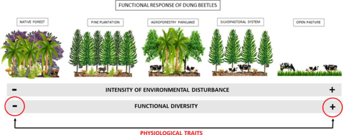 Ecol_Ent's tweet photo. Functional responses to anthropogenic disturbance and the importance of selected traits: A study case using dung beetles.
https://t.co/1KC6WHDXR3
#entomology #insects #science #dungbeetle #environment #functionalecology #morphologicaltraits #physiologicaltraits #Scarabaeinae https://t.co/FjwPB3y8hU