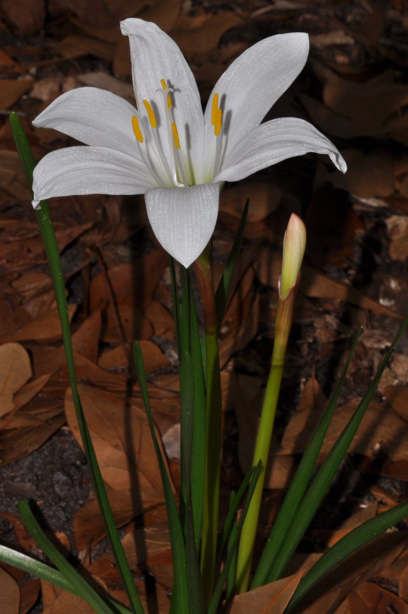MyrtleBeachSP's tweet photo. Noticed the first atamascos starting to bloom in the nature center garden. Can't wait for them to spring up along our entrance drive between park admission &amp; the office in the next few weeks! It's always a spectacular sight! 🌼#funwithflowers #fridayflowers https://t.co/DxDtzQqR5m