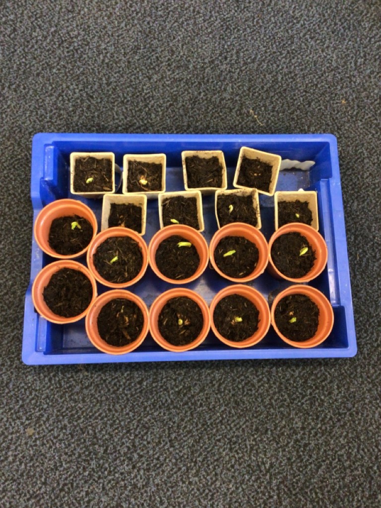 NRoyalpark's tweet photo. Last week, we planted our Jasper beans. Yesterday we had a look at how much they have grown. We saw some stems and roots at the bottom! Fingers crossed we will have some beanstalks soon! 🌱🫰 https://t.co/w6aVJ1ywGm