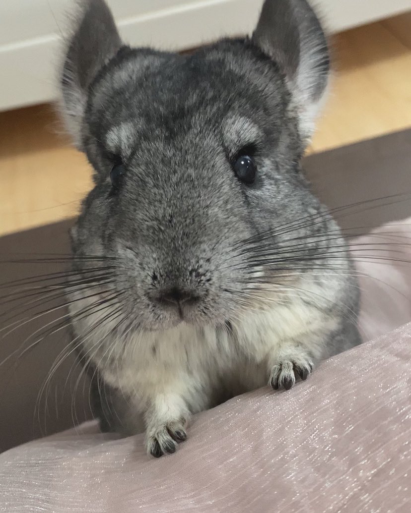 チンチラのぷーちゃん Chinchilla 0707 Twitter