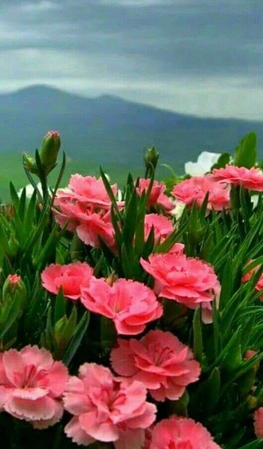 الورود مثل العيون لها لغةٌ جميلةٌ
تبعث فى النفس الأمل والصفاء والحُبّ .. 
فـَ للورد عشقٌ وكبرياءٌ وجمالٌ ونقاءٌ
مهما تحدثنا عنها لن تكتمل صفاتها ..
فحيث تنتهي أنغام الكلام وتعجز الألسن عن النطق
يهمس