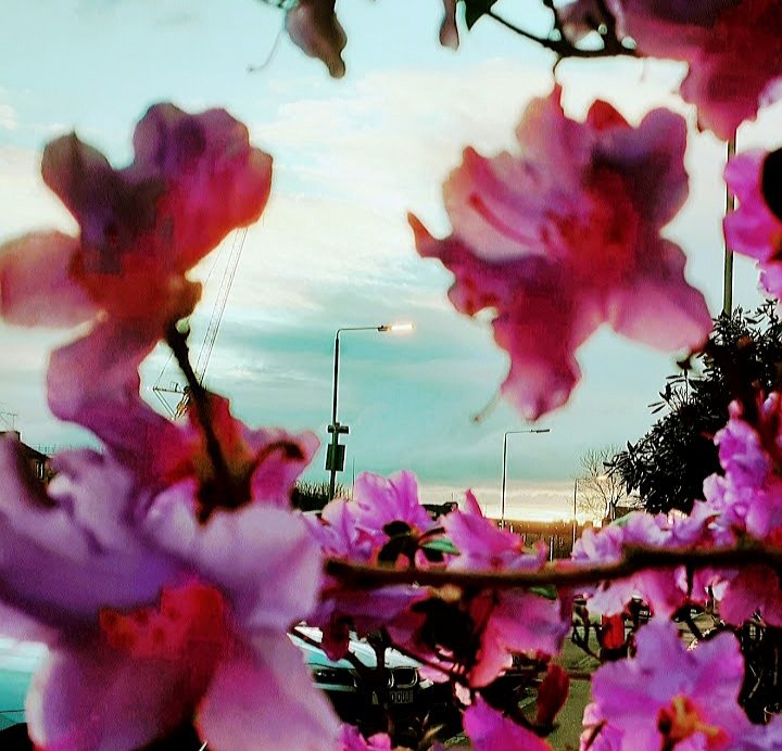 DeCampaign's tweet photo. Eau Du Parfum by Jwalk 📸🌺

https://t.co/shSrVdCOaQ

#photography #streetphotography #city #igglasgow #spring #glasgowphotography 
#blossom #lampost 
#streetlight #twilight
#glasgow #scotland https://t.co/kzXdIi7OUd