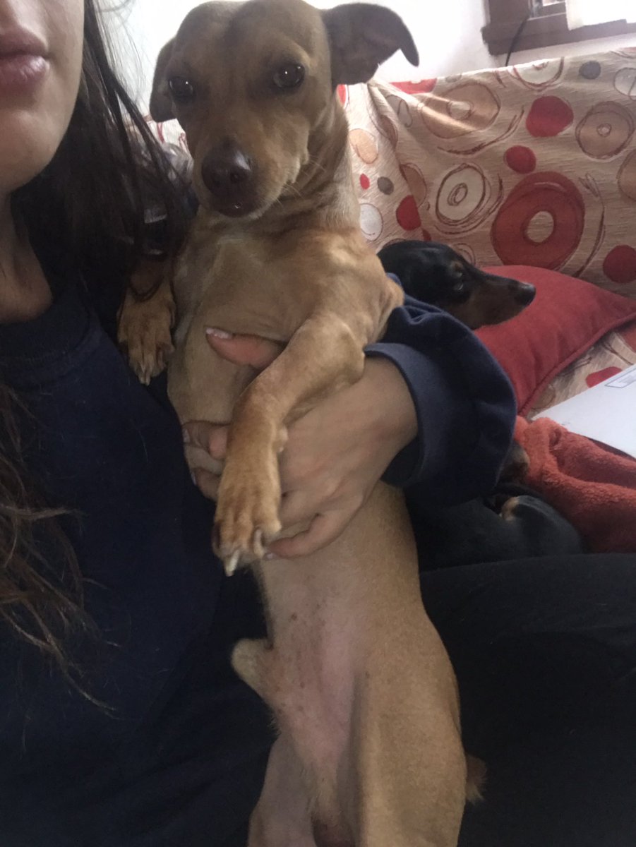conlatanitano's tweet photo. Necochea! Recién abrí la puerta y se me metió en mi casa este bebe! Me ayudan a compartir así encontramos a su familia?? Gracias ! https://t.co/u5vVPKjeYu