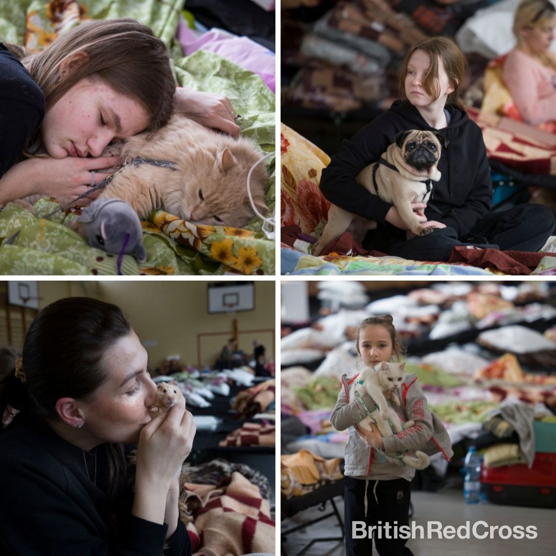 Polish Red Cross teams have been supplying essential items and providing psychosocial support to people arriving from #Ukraine. 

This includes looking out for people's pets that have travelled across the border.🐶🐱🐹♥

📸 Arie Kievit / Netherlands Red Cross