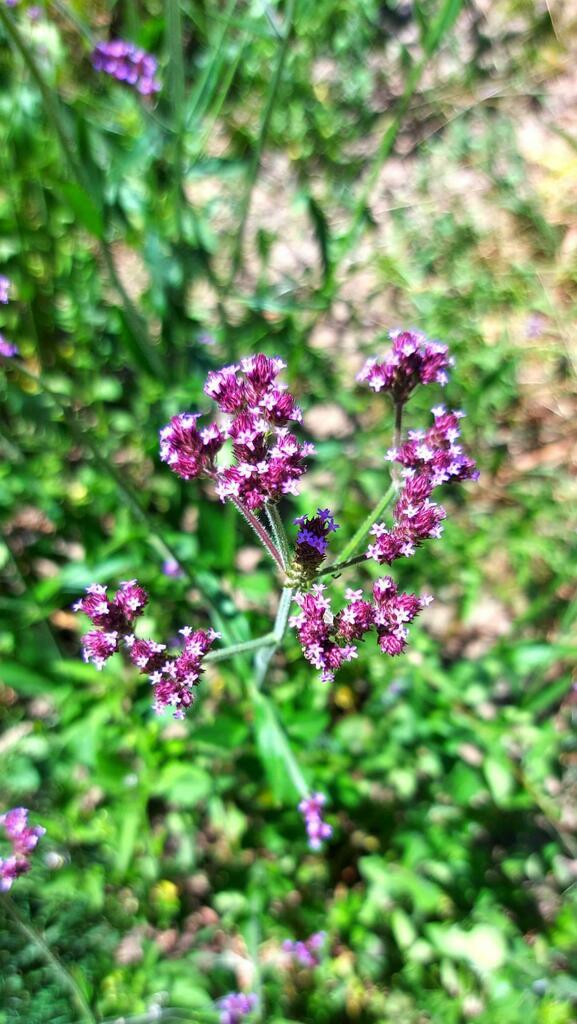 #gardening Verbena Bonariensis also known as The Purpletop Vervain, Clustertop Vervain, Argentinian Vervain, Tall Verbena or Pretty Verbena.
