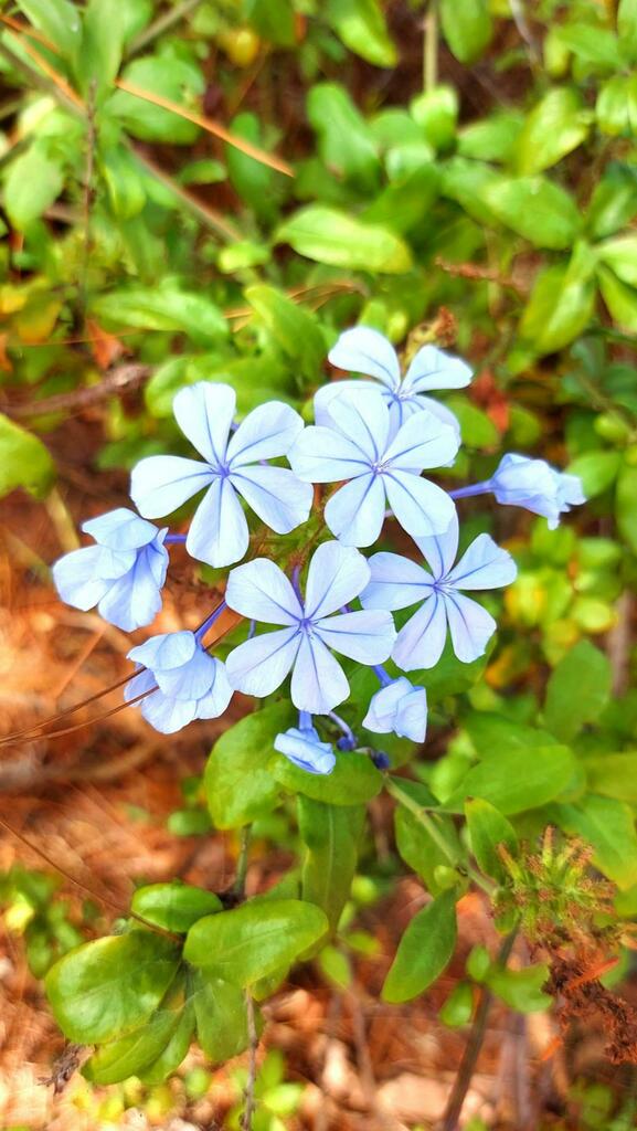 #gardening Plumbago Auriculata. Commonly known as; The Cape Leadwort, Blue Plumbago or Cape Plumbago. This is a species of plant is native to South Africa.