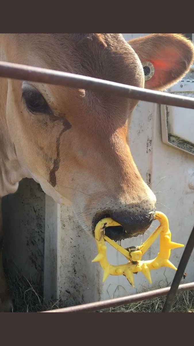 JohnOberg's tweet photo. A perfect example of how farm animals are mistreated in today’s industrial, apathetic system:

This calf has a device that prevents him from getting milk from his mother. 😡 The frustration he feels is palpable. 💔 https://t.co/I22E6p7mD1