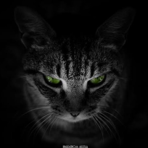 BartugBatun's tweet photo. KEDİLER AVCI FARELER AV https://t.co/GfPHEjAv7O