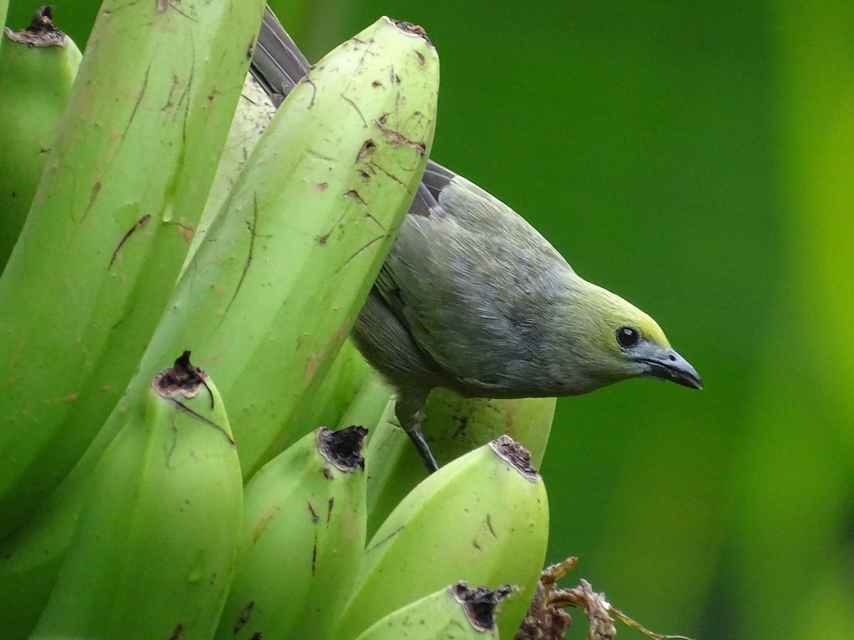 Con cámara trampa identifican al autor del robo continuado de banano en la mata. Va pa la JEP.