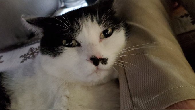 この前のねこちゃん 